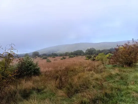 Photo d'un paysage avec une prairie d'herbes sèches, des buissons et des arbres dispersés, sous un ciel voilé et un petit massif en arrière-plan légèrement enveloppé de brume.