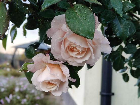 Two champagne- colored roses covered in raindrops hiding under the leaves.