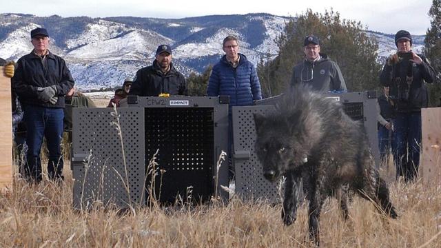 Trump administration tells Colorado wolves must come from U.S. Rockies states, not Canada