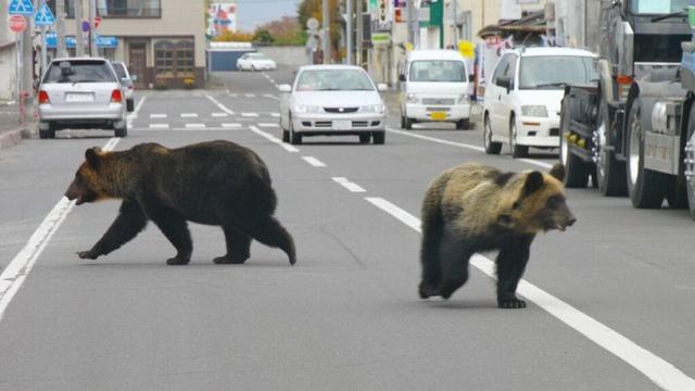 クマは明確に｢人間を食べるため｣に住宅街に現れている…80年間の新聞を分析して判明｢令和グマ｣の異常さ 北海道の猟師が｢小さいクマ｣を警戒するワケ | PRESIDENT Online（プレジデントオンライン）