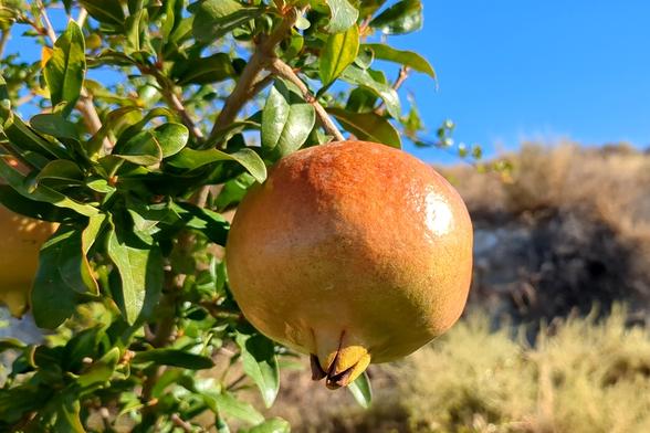 Plano corto de una fruta de granado a pleno sol. La granada en cuestión presenta un tono rojo anaranjado en la parte superior y más pálido, casi amarillo en la inferior. En el lado izquierdo de la imagen, se ven las hojas y ramas del árbol que la sujeta. Tienen forma alargada y color verde intenso. Al lado derecho hay un montón de hierba desenfocada y el cielo azul en un tono intenso.