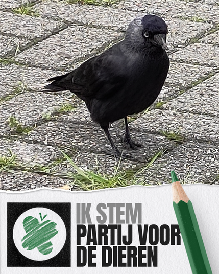 Kauwtje dat op een parkeerplaats van klinkers staat en parmantig in de lens kijkt en daaronder een witte strook met een zwart omrand hokje waarin met groen potlood het vlinder logo van de Partij voor de Dieren geschetst is en de tekst Ik stem Partij voor de Dieren. Daarachter ligt verticaal een groen potlood met de punt omhoog.