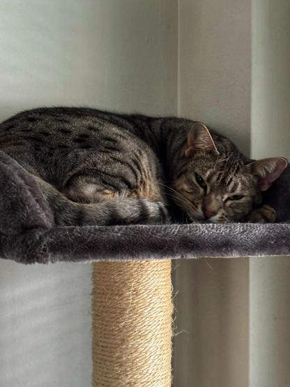 A tabby cat is curled up and resting on a soft perch attached to a cat tree. The cat appears relaxed, with its head resting on its paws, and is situated against a light-colored wall.