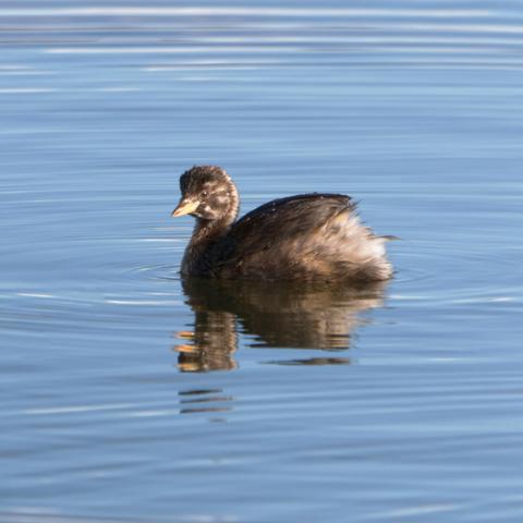 Young Little Grebe