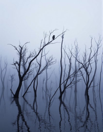The image showcases a misty flooded forest at dawn in the Okavango Delta, Botswana, featuring leafless tree trunks and delicate branches reflecting in a glassy body of water. A solitary bird perched on a slender branch serves as the focal point. The composition, defined by diffuse pale silver and muted blue tones, evokes a meditative and melancholic mood. It emphasizes stillness and harmony, reflecting a minimalist aesthetic.
Das Bild zeigt einen nebeligen, überfluteten Wald in der Morgendämmerung im Okavango-Delta, Botswana, mit blattlosen Baumstämmen und zarten Ästen, die sich in einem glatten Wasser spiegeln. Ein einsamer Vogel, der auf einem schlanken Ast sitzt, dient als Fokuspunkt. Die Komposition, geprägt von diffusem, blass silbernem und gedämpften blauen Tönen, weckt eine meditative und melancholische Stimmung. Sie betont Stille und Harmonie und reflektiert eine minimalistische Ästhetik.