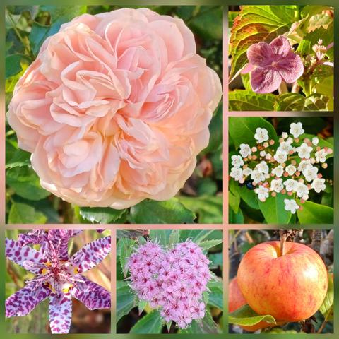 A collage of photos, including a pink rose, purple and white flowers and an orange apple.