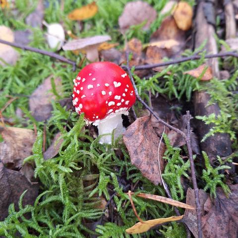 Gestochen scharf und knallrot wie die Feuerwehr leuchtet ein kleiner gedrungener Fliegenpilz in der Mitte des Bildes.
Unscharf und leicht verschwommen ein weiterer Pilz dahinter.
Moose, braune Blätter und dünne Zweige, die ihn umgeben.