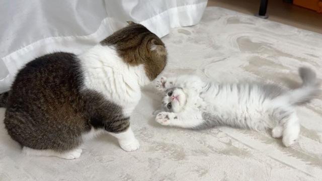 初めて子猫がボス猫にからみに行ったらこうなった…w