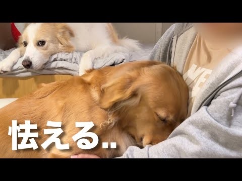 オフ会での出来事で、怯える愛犬を守るために決断しました...【ゴールデンレトリバー・ボーダーコリーが】