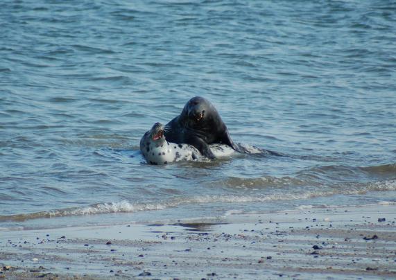 photograph shows two seals in the surf of a beach. The lighter one (a female, I think) is lying down on her side and turning her head back towards the darker male, who is leaning over her, with his front flippers propped up on her flank. They seem to be looking at each other.