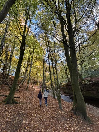 A family walks through a beech forest, on a clear autumn day