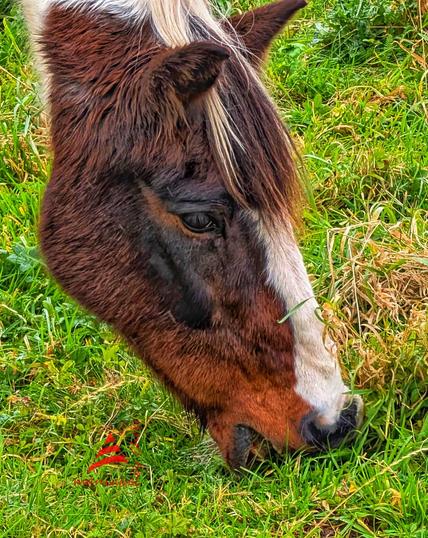 Portrait. Pferd frisst.