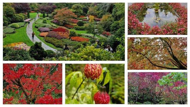 Six views of the Butchart Gardens, near Victoria, Vancouver Island.  Larger image is at top left, shows a view from above, down into the quarry garden. There are green lawns, flower borders still full of stunning summer colour, trees showing autumn golds and reds. One of the most stunning views of a garden in the world.  Going round the clock from there, top right shows a reflecting pond -- longways view, looking along length of the pond, in the Italian garden, with red and silver planting around the edges. Middle right:  dark trunk and branches, gold glow of acer leaves as I look through the tree towards the sky.  Lower right: another view of the Japanese garden, contrasting trees with green leaves against some with red (almost purple).  Lower middle: favourite flower in the garden, it looks like a little lantern, spherical, with yellow and red lattice pattern.  Lower left: a really classic bight red acer or maple......WOW, stunning red colour.