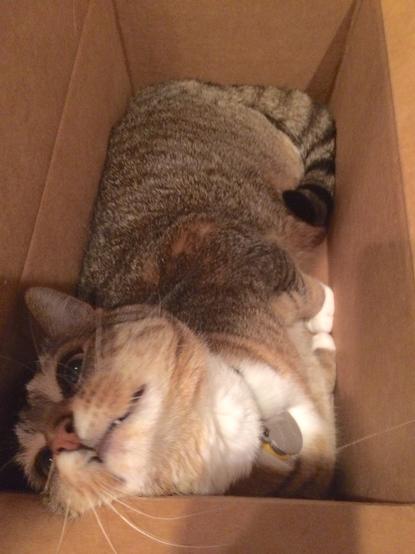 My tawny-toned tabby-striped kitty lies on her side lengthwise in a cardboard box that's slightly less than cat-width wide and slightly less than cat-length long. Her tail-end is pointing away from us, tail wrapped tightly around her bottom, little legs and paws squished up to her belly, and head closest to us in foreground at bottom of pic is turned up a little unnaturally against the end of the box, her mouth pulled into a wierd silly looking grin with one tooth showing.