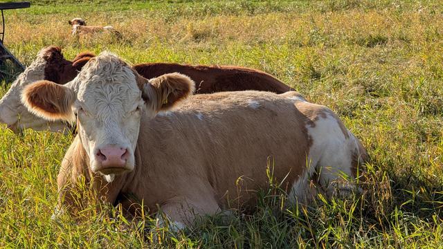 Ein liegende Kuh im herbstlich Grün Braunem Gras. Die Kuh hat einen weißen Kopf und hellbraune Ohren, der Körper ist ebenfalls hellbraun und etwa weiß am Hinterteil.
Sie hat einen wuschlichen Kopf und fast Locken auf dem Kopf. Der Blick ist zufrieden und gechilled.