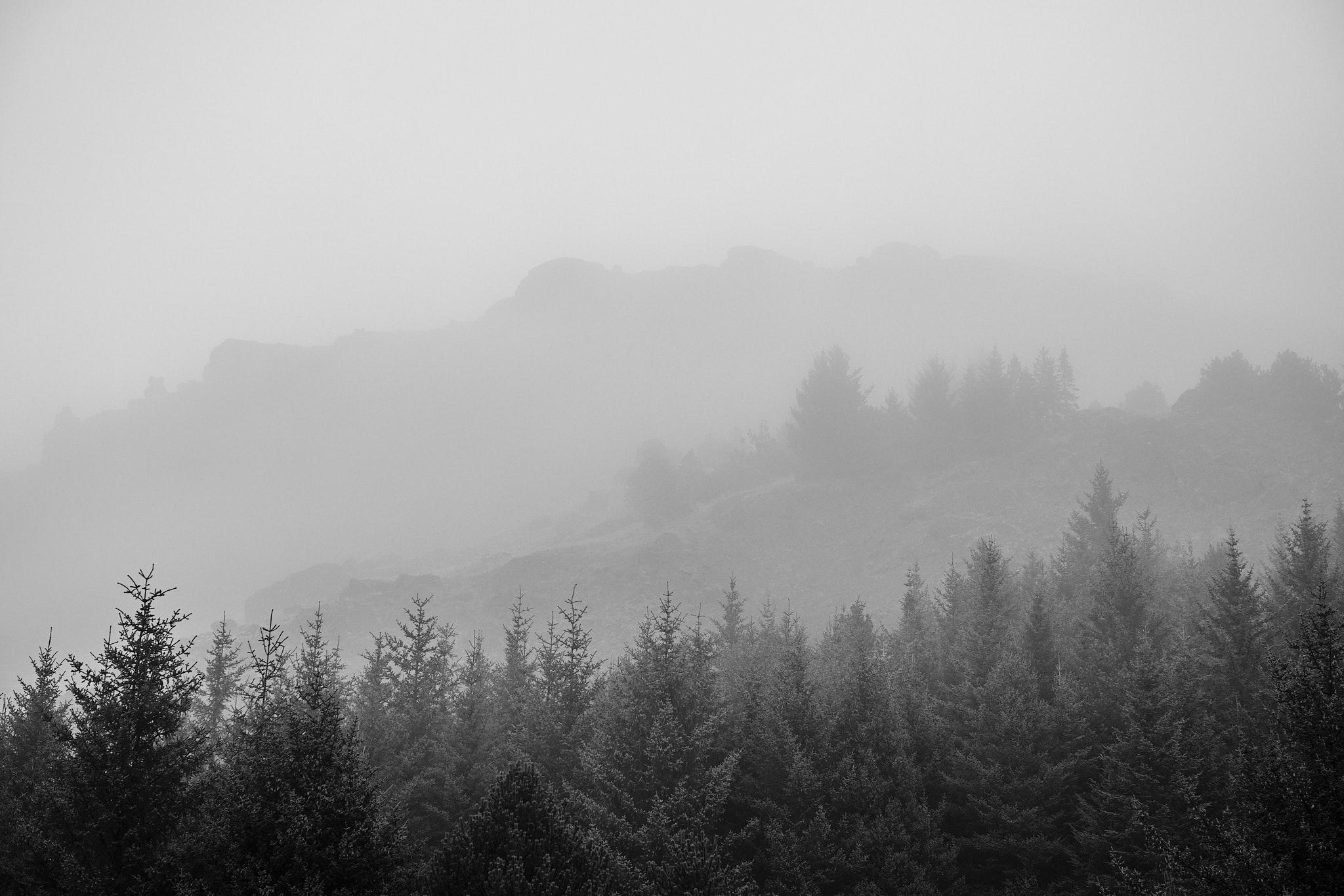 A black and white photo of a foggy landscape. The mist creates three distinct layers in the picture: foreground trees, background trees, and faded mountain