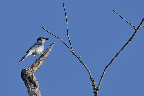 Always stunning, a blue jay perches in right profile on a bent scrag against a clear blue sky next to a y-shaped skinny bare branch. It is bright blue above and pale gray below, has a fluffy crest, dark eye, and long dark bill, a black necklace, and black and white markings on its wings and long tail.