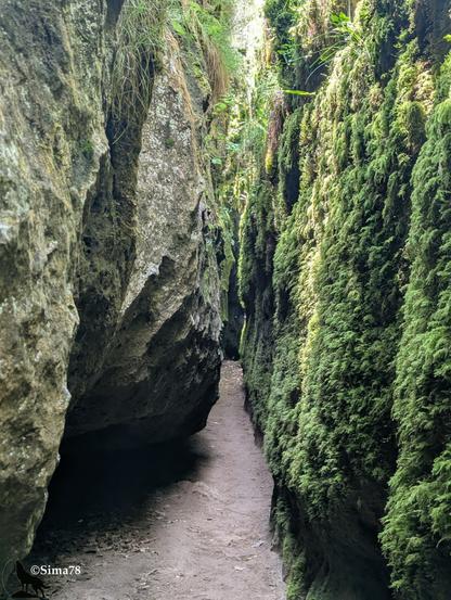 Sentier très étroit entre des falaises de calcaire couvertes de mousse.
Very narrow trail between limestone cliffs covered with moss.
Sendero muy estrecho entre acantilados de piedra caliza cubiertos de musgo.