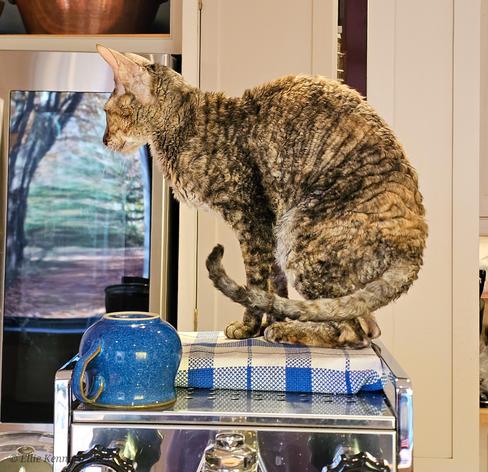One slim tabby cat with short, curly hair is standing, about to sit down with her tail curling around her, on top of stainless coffee machine, looking off to the left after something we don't see. A blue ceramic coffee cup is on top of the machine and a kitchen scene is behind, with an outside reflection in the fridge door, looking like a window.
