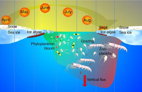 image/jpeg an illustration of the Arctic productivity cycle showing the sun rising higher in April to provide sunlight to support the growth of algae and phytoplankton. The summer sun drives production of dense bloos in June, leading to growth of grazing zooplankton which drives vertical flux of nutrients via fecal matter to the deep waters. Production gradually declines during as the phytoplankton use up nutrients and reduced sunlight.
Illustration: Alexander Keck & Paul Wassmann (1993), modified by Frøydis Strand, NFH, University of Tromsø