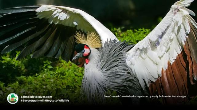 Grey Crowned Crane Balearica regulorum by Vasily Smirnov for Getty Images