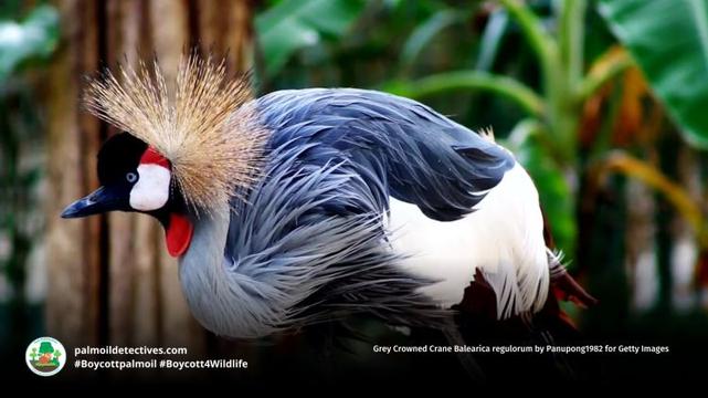Grey Crowned Crane Balearica regulorum by Panupong1982 for Getty Images