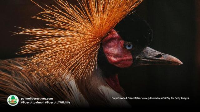 Grey Crowned Crane Balearica regulorum by MC G’Zay for Getty Images