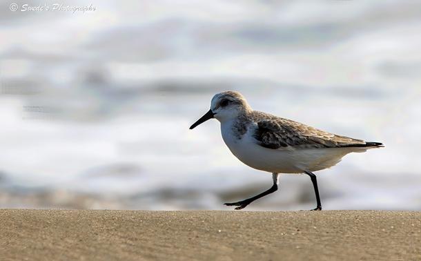 "A single sanderling—a small shorebird with a snowy white underside and soft brown-gray plumage—dashes across the crest of a low dune at the beach. Its slender black legs blur in motion, a rapid-fire rhythm that gives the impression of weightless urgency. The bird’s beak, thin and pointed, tilts slightly downward as if scanning the sand for secrets or offerings.

The dune itself is pale and smooth, its sandy surface kissed by wind and time. It rises gently, like a soft wave frozen mid-gesture, offering the sanderling a momentary stage. Behind the bird, the ocean stretches out in a blur of gentle blues and silvers, its waves subdued and distant, like a murmuring chorus.

The background is softly out of focus, allowing the sanderling to shine in crisp detail—its feathers catching the light, its posture alert and purposeful. The entire scene feels like a fleeting ceremony: the bird’s dash across the dune a sovereign act, brief and brilliant, against the vast hush of sea and sky." - Microsoft Copilot