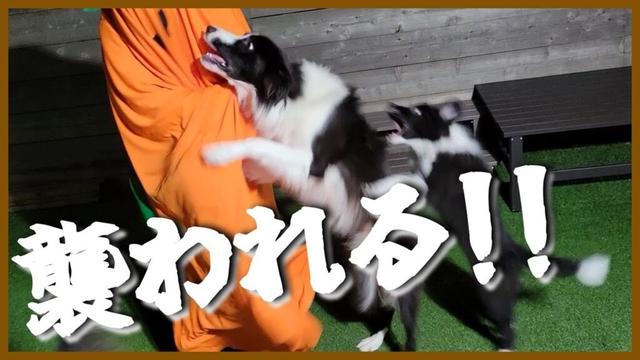 ボーダーコリーたちとハロウィンを楽しむつもりが悲しくなってしまいました😭
