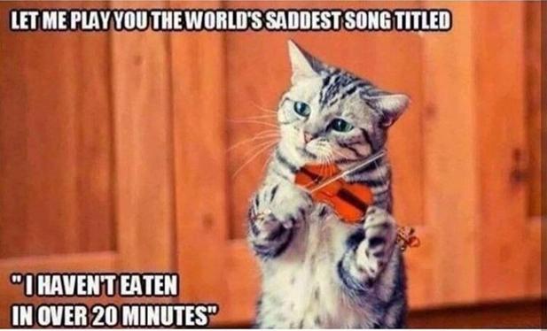 A cat holding a toy violin with a humorous caption.
Transcribed Text:
LET ME PLAY YOU THE WORLD'S SADDEST SONG TITLED "I HAVEN'T EATEN IN OVER 20 MINUTES."