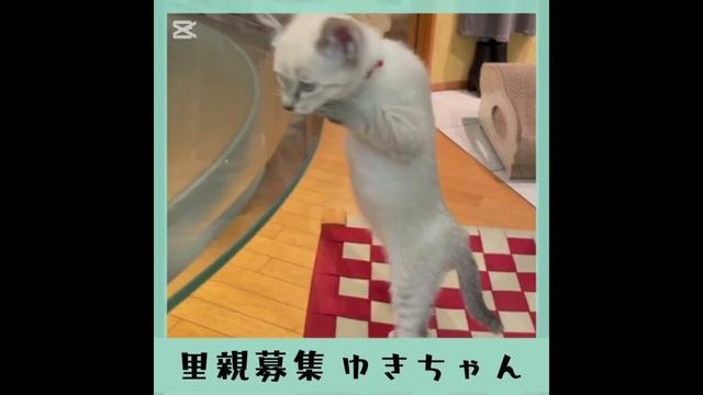 里親募集シャムmix系ゆきちゃん