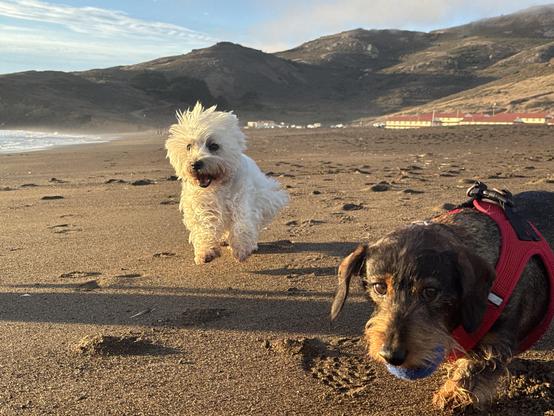 a westie dog and a dachshund running on the beach. in the distance are buildings with red roofs and hills