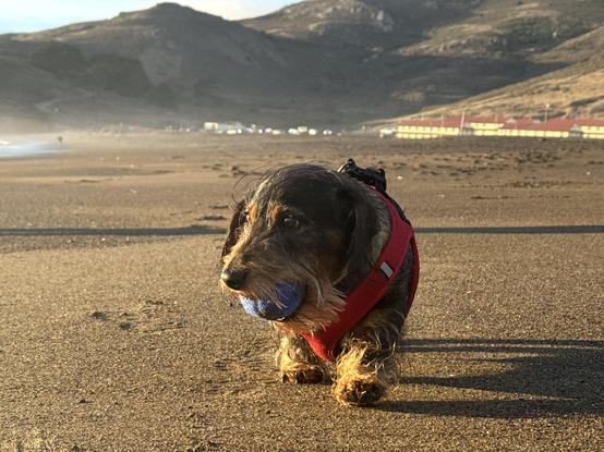 a dachshund in a red coat carrying a blue ball, eyes all sparkling and excited
