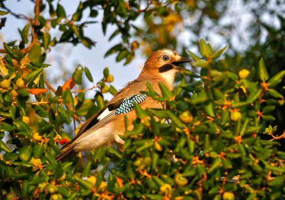 Gros plan sur un geai des chênes de profil orienté vers la droite. On voit bien son œil bleu clair. Il a le bec ouvert, ce qui lui donne l'air un peu surpris. Il est entouré de feuilles de chêne liège vert foncé. L'oiseau et l'arbre sont éclairés d'une lumière dorée, presque cuivrée.