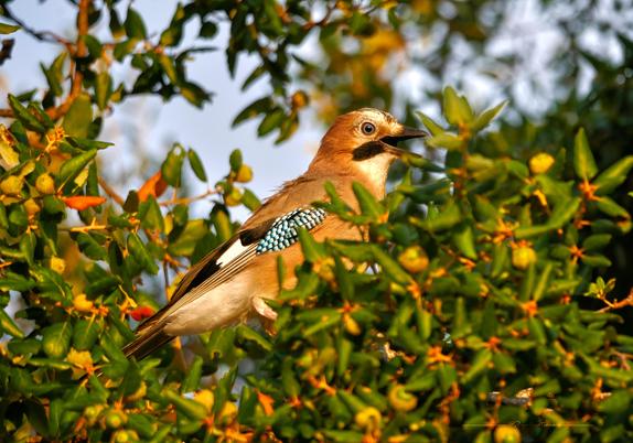 Gros plan sur un geai des chênes de profil orienté vers la droite. On voit bien son œil bleu clair. Il a le bec ouvert, ce qui lui donne l'air un peu surpris. Il est entouré de feuilles de chêne liège vert foncé. L'oiseau et l'arbre sont éclairés d'une lumière dorée, presque cuivrée.