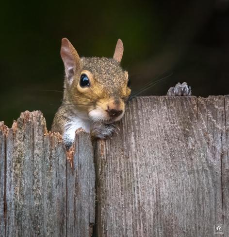 Color photo of an eastern grey squirrel with its head poked up and peering over the top of a wooden fence.