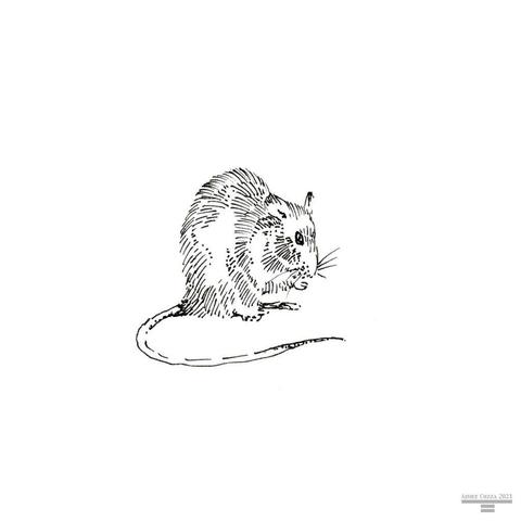 An ink drawing in black of a tiny rat, its back hunched up, sitting.