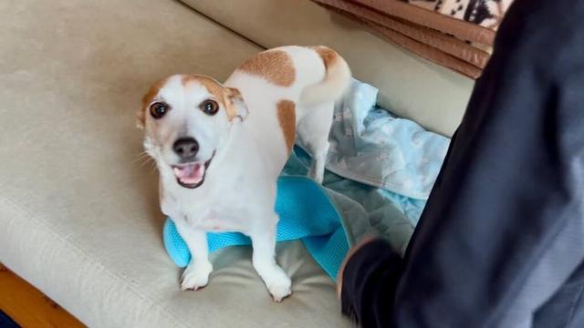 いつも私たちの心を温めてくれるジャックラッセルテリア