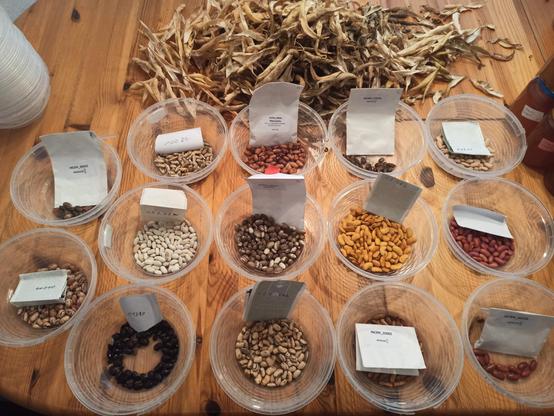 Ein Holztisch, darauf 15 Plastikschalen mit verschieden bunten Bohnenkernen (weiß, schwarz, rotbraun, gelb, cremefarben und mit und ohne Muster) und Zettel mit Info. Dahinter ein großer Haufen leerer trockener Bohnenschoten.