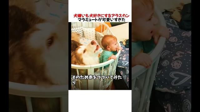 犬嫌いも犬好きにするアラスカンマラミュートが可愛いすぎたwwwww