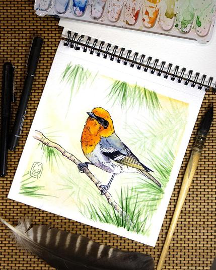 Fauvine des pins posé dans des conifères peinte à l'aquarelle