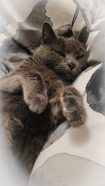 Harmaa kissa makaa selällään valkoisen  ja harmaan kirjavilla lakanoilla sängyssä.