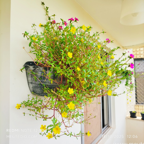 Portulacas penduradas na parede de uma sacada. Flores amarelas e rosa.