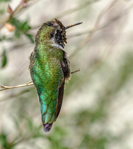 An Anna's Hummingbird seen from behind, its head turned to its right so side of face and bill showing too.  Light, out of focus background.  The irredescent green of the back is catching the light.