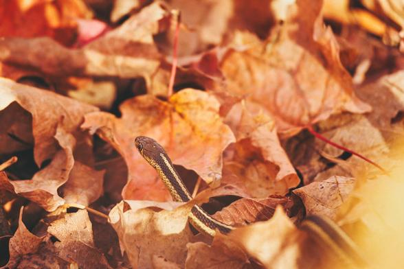 A small brown-and-yellow snake with a thin stripe along its body peeks through a pile of dry orange and brown maple leaves in warm autumn light