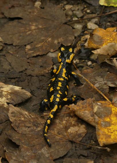 Ein schwarzer Salamander mit gelben Flecken läuft von der Kamera weg über herbstliches Laub