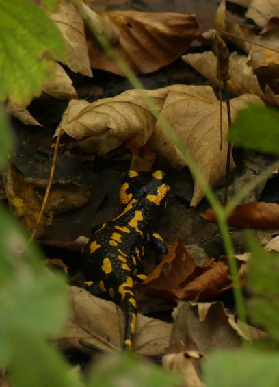 Ein schwarzer Salamander mit gelben Flecken läuft von der Kamera weg ins trockene Laub, im Vordergrund sind unscharf einige grüne Blätter zu sehen