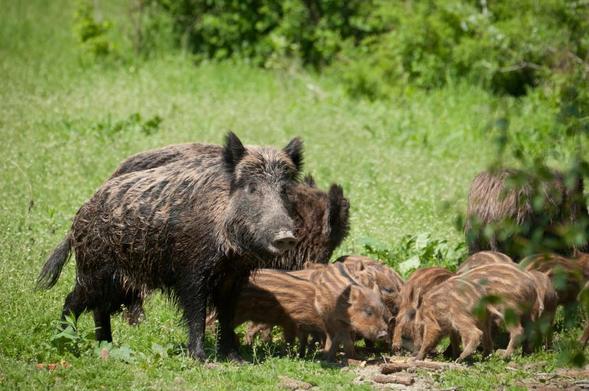 a wild boar with a lot of little wild boars. Background is grass and trees.
