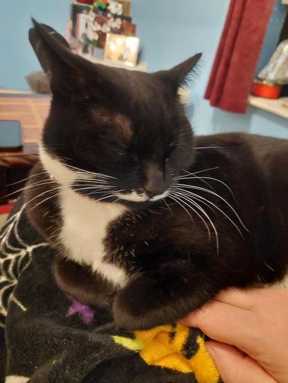 A black and white tuxedo cat sitting like a loaf snoozing.