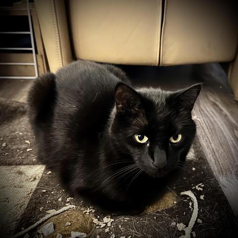 My all black car Tibbles, loafing on his favourite blanket.